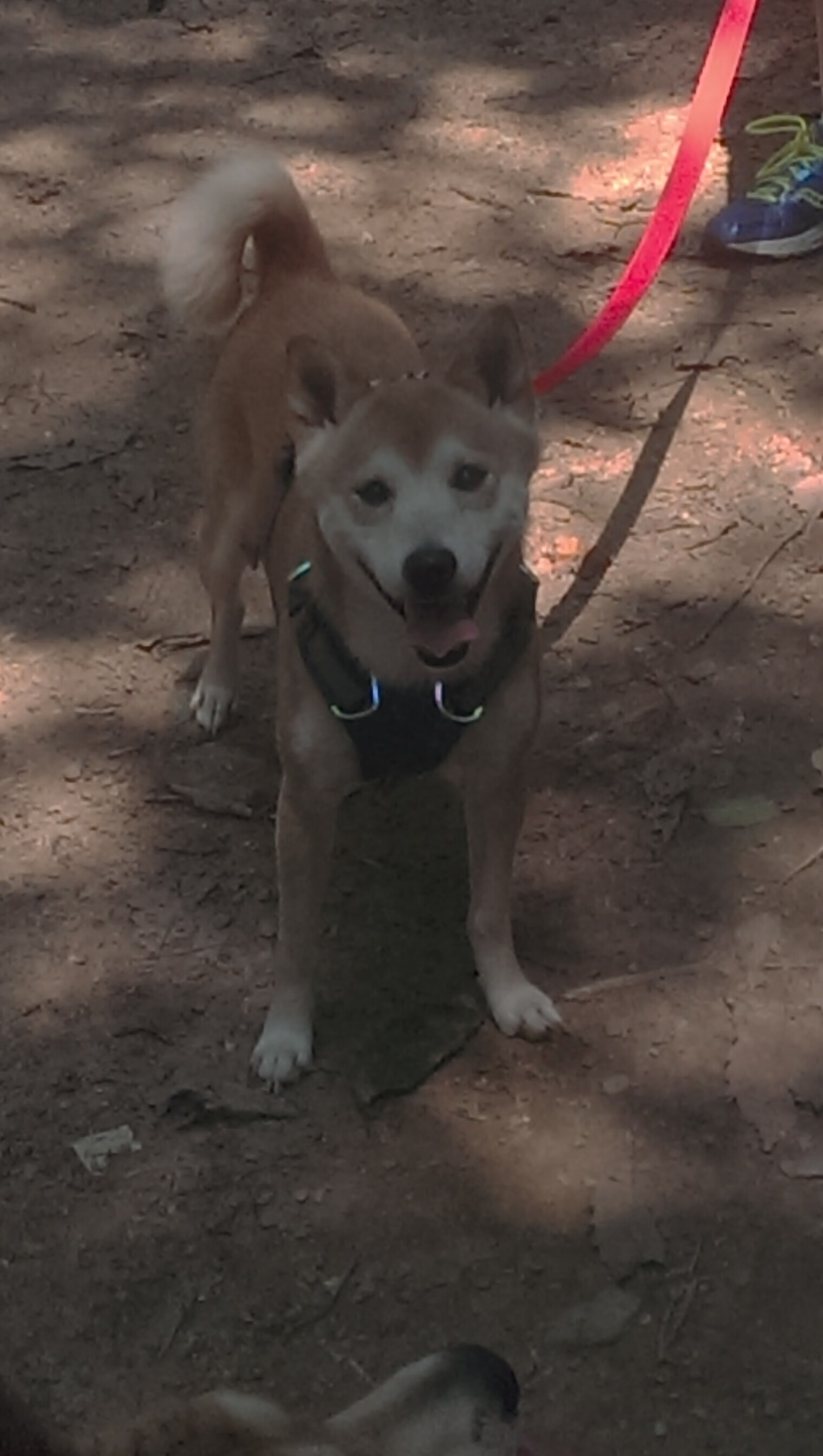 猛龙踏平篮网，F1新赛季揭幕战点燃双线焦点