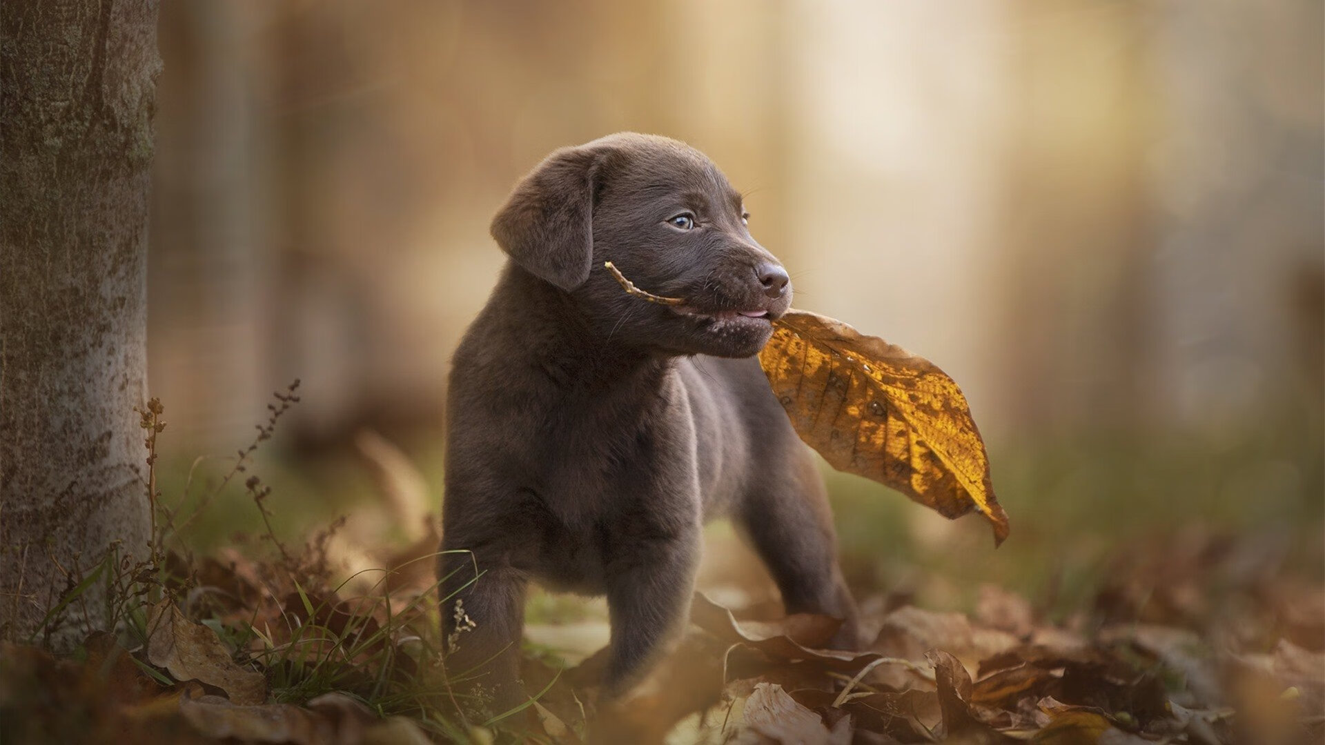 从安第斯山脉到永恒之城，厄瓜多尔淘汰赛奇迹与卢卡库的攻防艺术